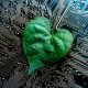 VMware optimizes Data Center energy usage