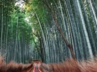 Digital Technologies Critical To Emissions Measurement – BCG