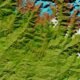 Cop28: IBM Addresses Climate Change With Geospatial AI